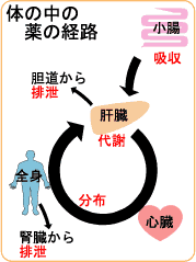 薬の経路